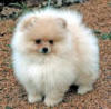 http://www.gotpetsonline.com/pictures-gallery/dog-pictures-breeders-puppies-rescue/pomeranian-pictures-breeders-puppies-rescue/pictures Go to fullsize image
